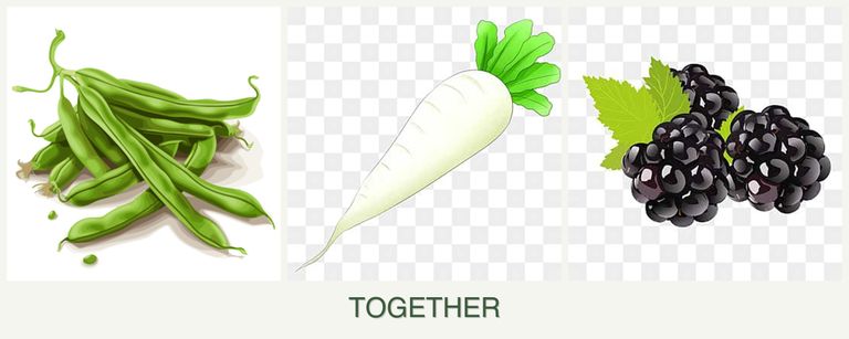 Can you plant beans, radishes and blackberries together?