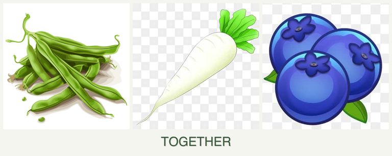 Can you plant beans, radishes and blueberries together?