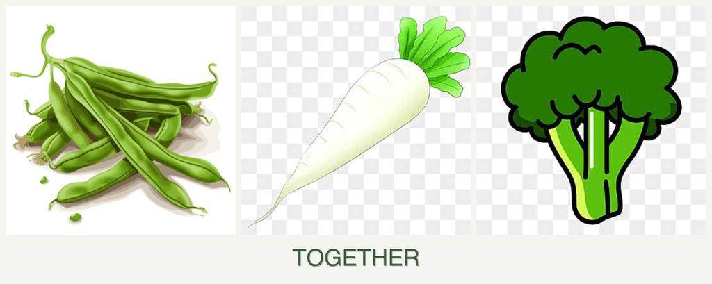 Can you plant beans, radishes and broccoli together?