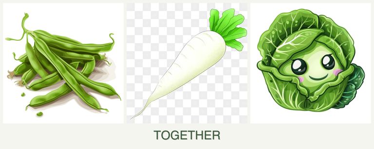 Can you plant beans, radishes and cabbage together?
