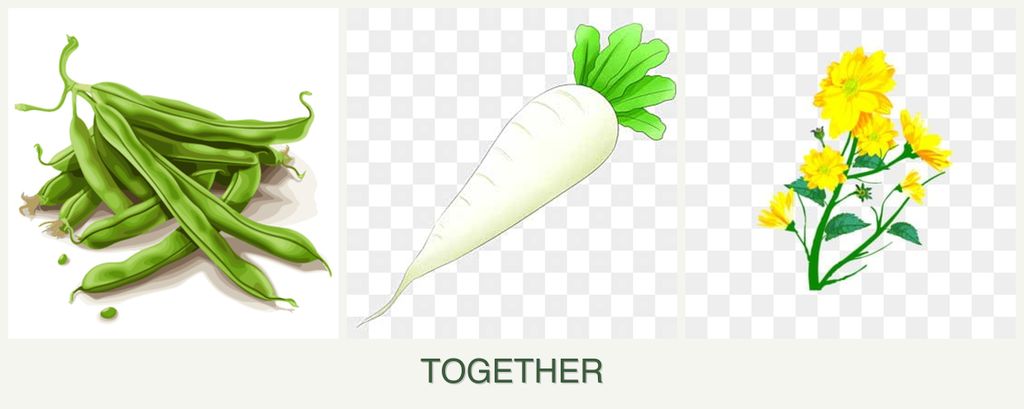 Can you plant beans, radishes and calendula together?