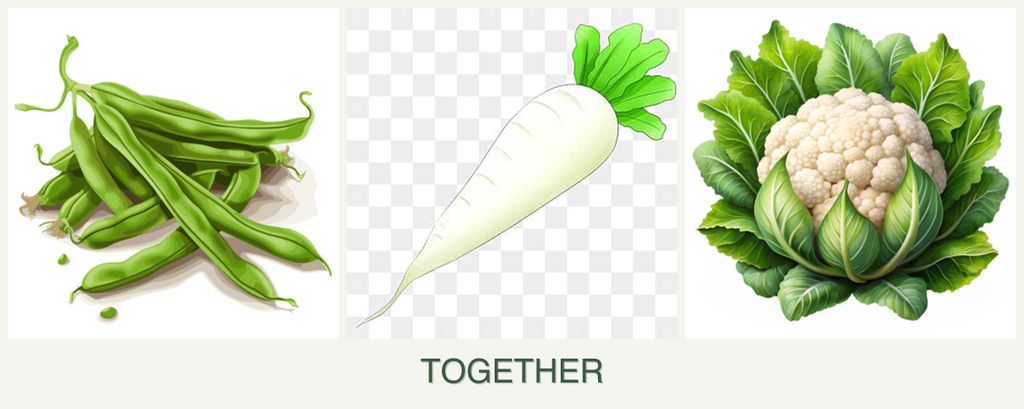 Can you plant beans, radishes and cauliflower together?