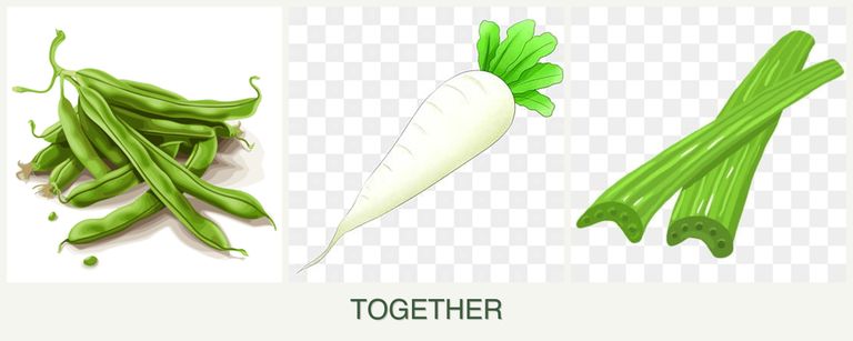 Can you plant beans, radishes and celery together?