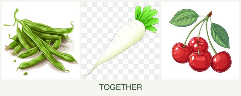 Can you plant beans, radishes and cherries together?