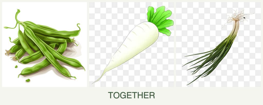 Can you plant beans, radishes and chives together?