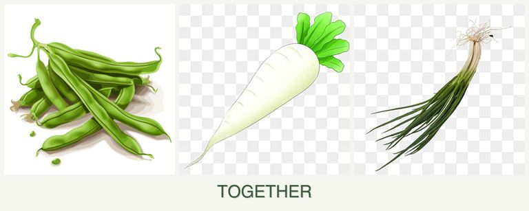 Can you plant beans, radishes and chives together?