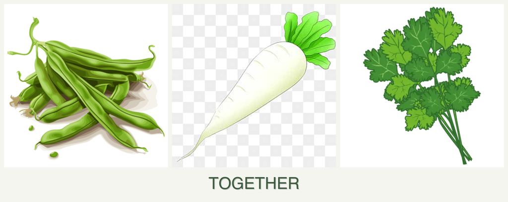 Can you plant beans, radishes and cilantro together?