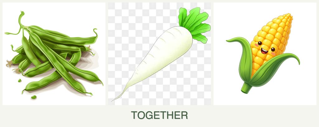 Can you plant beans, radishes and corn together?