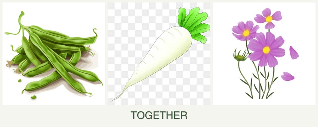 Can you plant beans, radishes and cosmos together?
