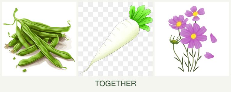 Can you plant beans, radishes and cosmos together?