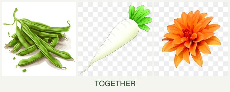 Can you plant beans, radishes and dahlias together?