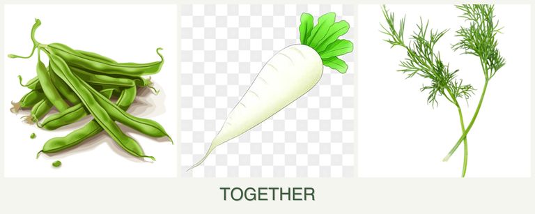 Can you plant beans, radishes and dill together?