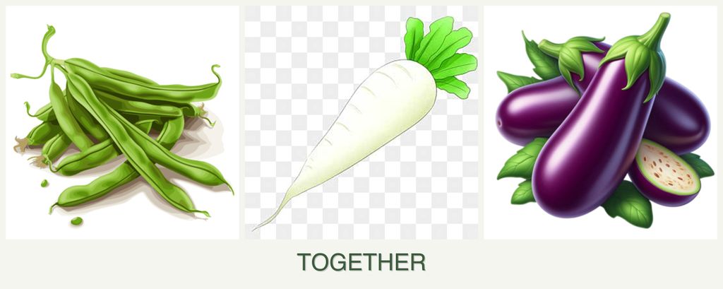 Can you plant beans, radishes and eggplant together?