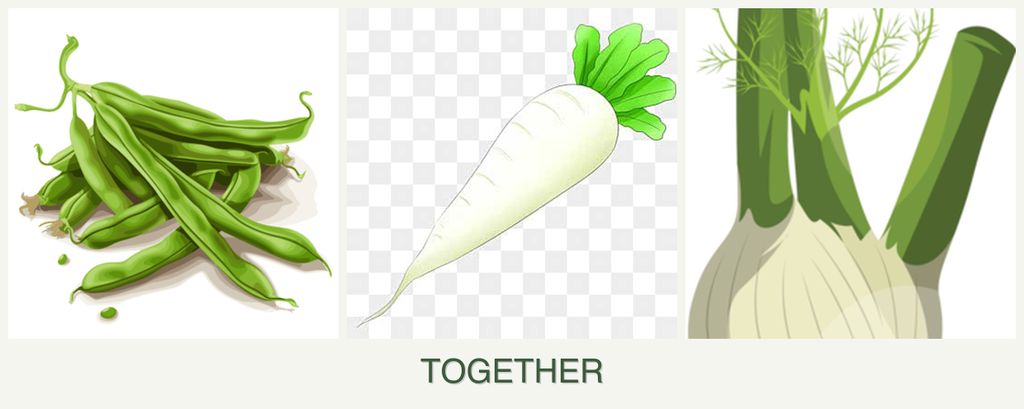 Can you plant beans, radishes and fennel together?