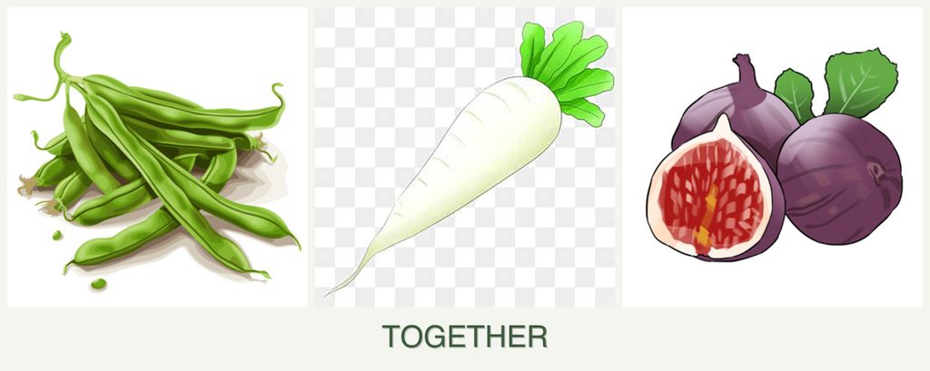 Can you plant beans, radishes and figs together?