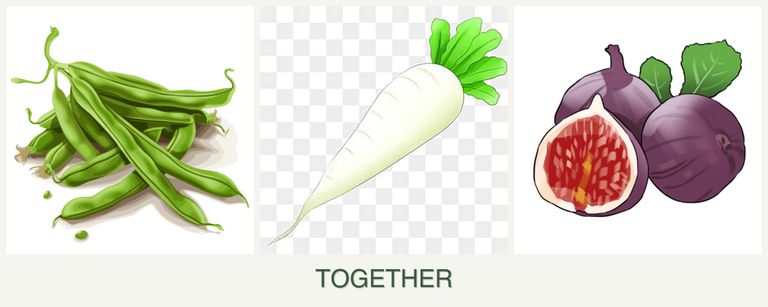 Can you plant beans, radishes and figs together?