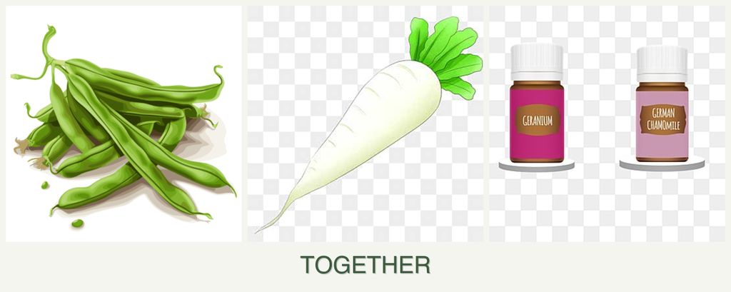 Can you plant beans, radishes and geraniums together?
