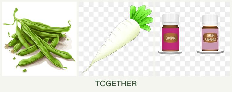 Can you plant beans, radishes and geraniums together?
