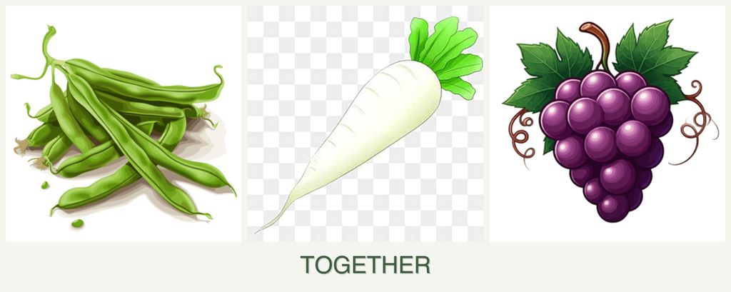 Can you plant beans, radishes and grapes together?