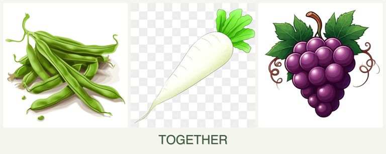 Can you plant beans, radishes and grapes together?