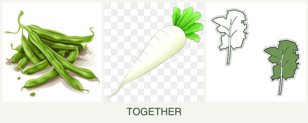 Can you plant beans, radishes and kale together?