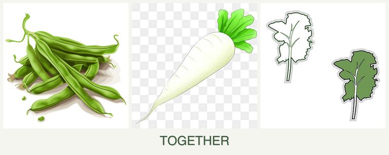 Can you plant beans, radishes and kale together?
