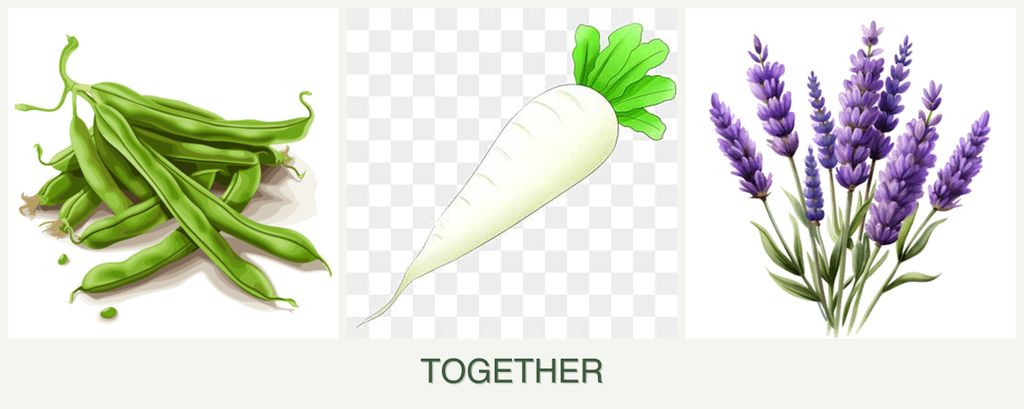 Can you plant beans, radishes and lavender together?