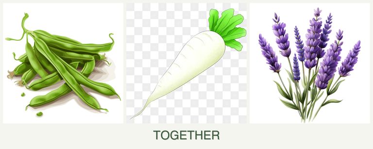 Can you plant beans, radishes and lavender together?
