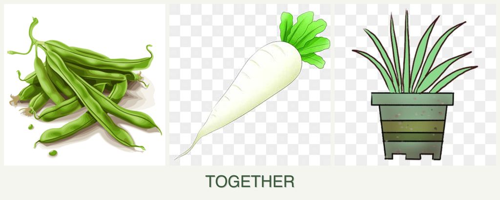 Can you plant beans, radishes and lemongrass together?