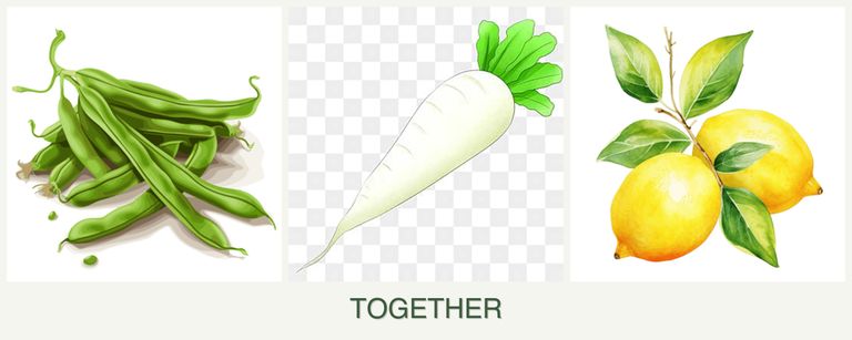 Can you plant beans, radishes and lemons together?