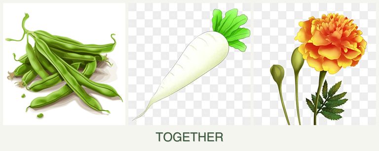 Can you plant beans, radishes and marigolds together?