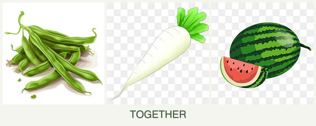 Can you plant beans, radishes and melons together?