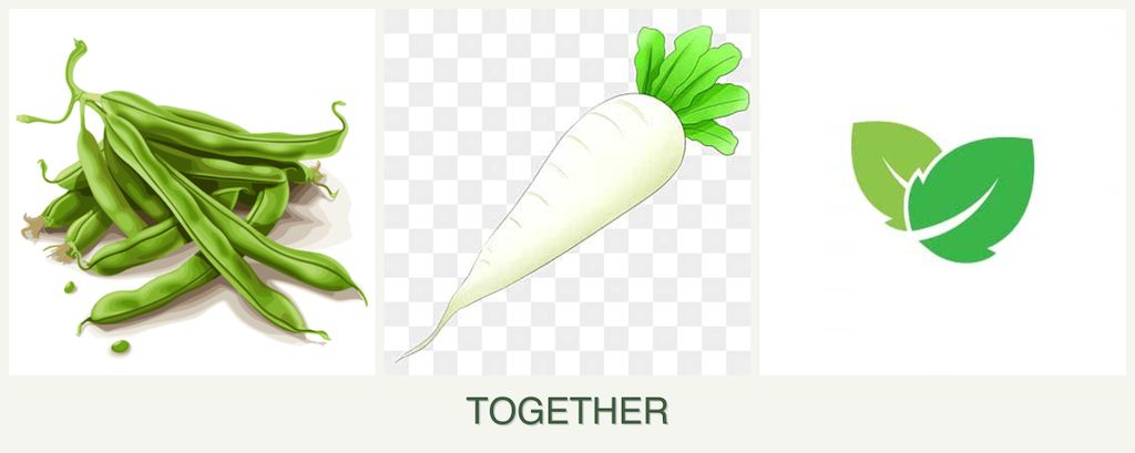 Can you plant beans, radishes and mint together?