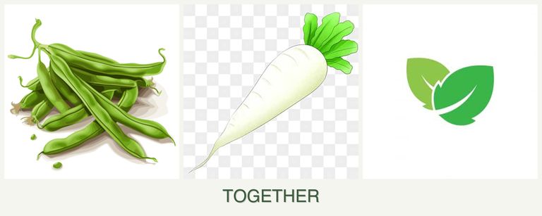 Can you plant beans, radishes and mint together?