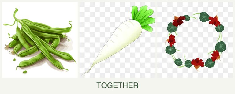 Can you plant beans, radishes and nasturtiums together?