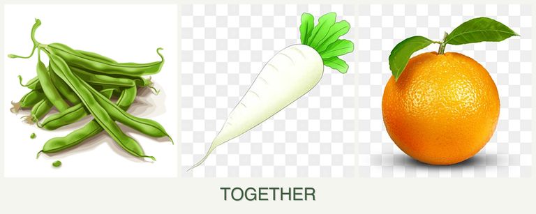 Can you plant beans, radishes and oranges together?