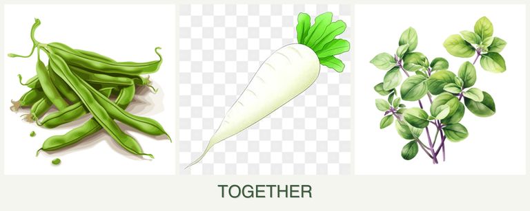 Can you plant beans, radishes and oregano together?