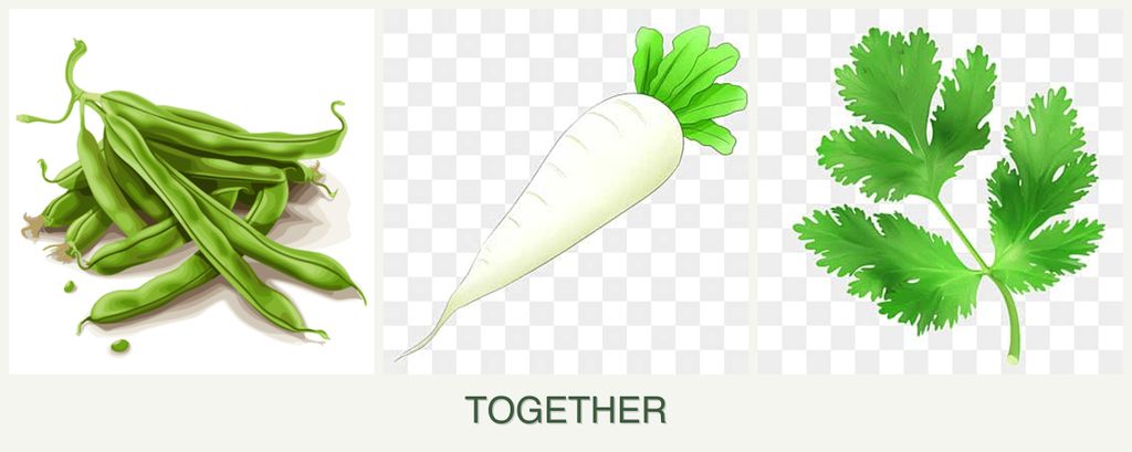 Can you plant beans, radishes and parsley together?