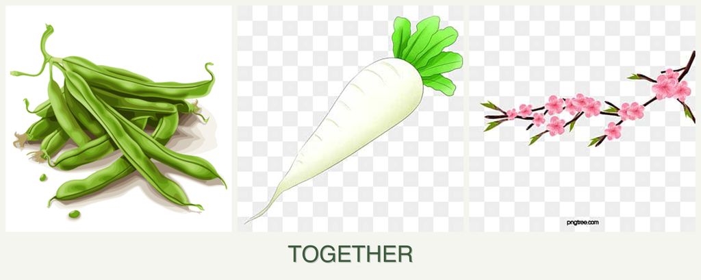 Can you plant beans, radishes and peaches together?