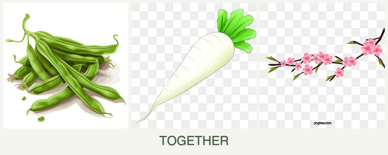 Can you plant beans, radishes and peaches together?