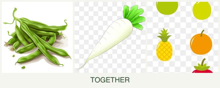 Can you plant beans, radishes and pears together?