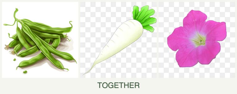 Can you plant beans, radishes and petunias together?