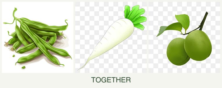 Can you plant beans, radishes and plums together?