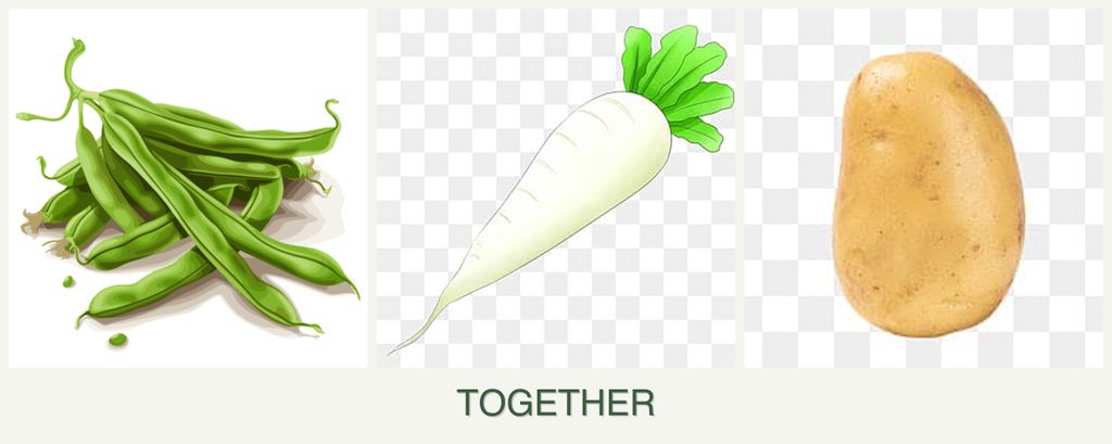 Can you plant beans, radishes and potatoes together?