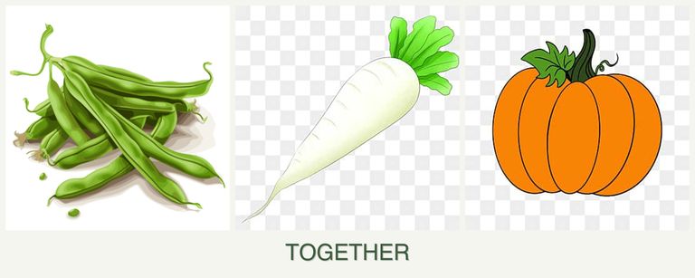 Can you plant beans, radishes and pumpkin together?