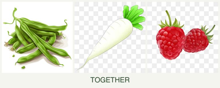 Can you plant beans, radishes and raspberries together?