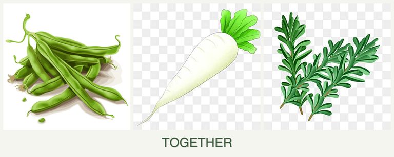 Can you plant beans, radishes and rosemary together?