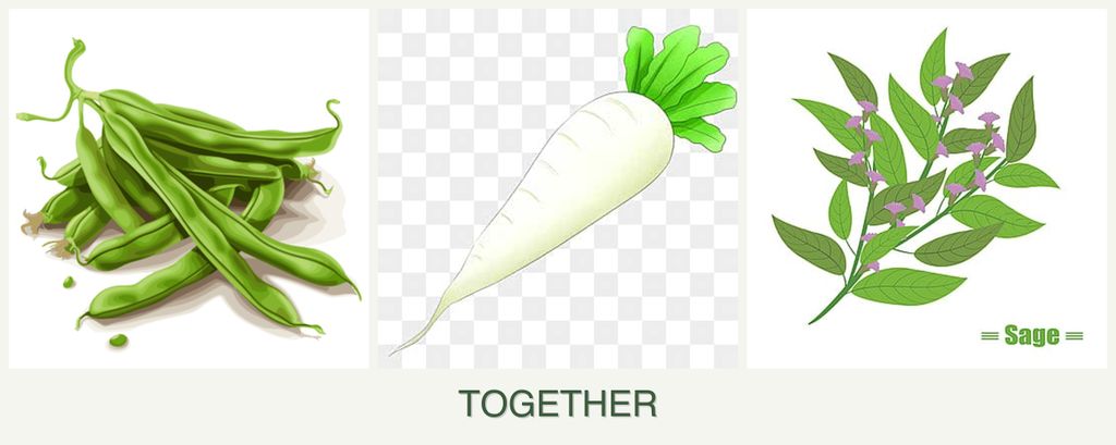 Can you plant beans, radishes and sage together?