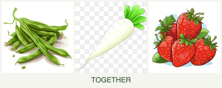 Can you plant beans, radishes and strawberries together?