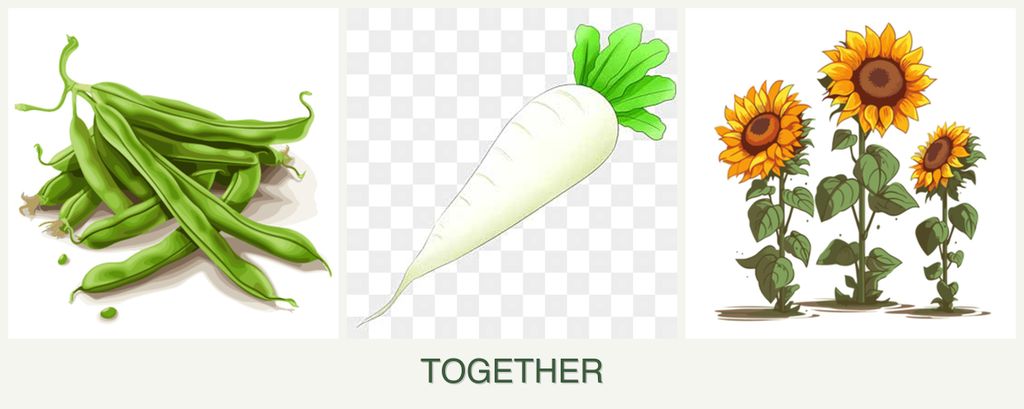 Can you plant beans, radishes and sunflowers together?